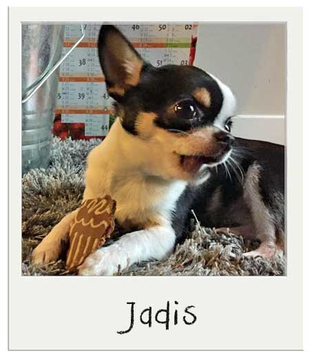 Jadis aime les biscuits pour chiens Pain d'èpices